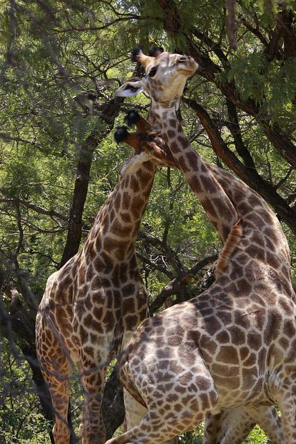 Three giraffes in trees